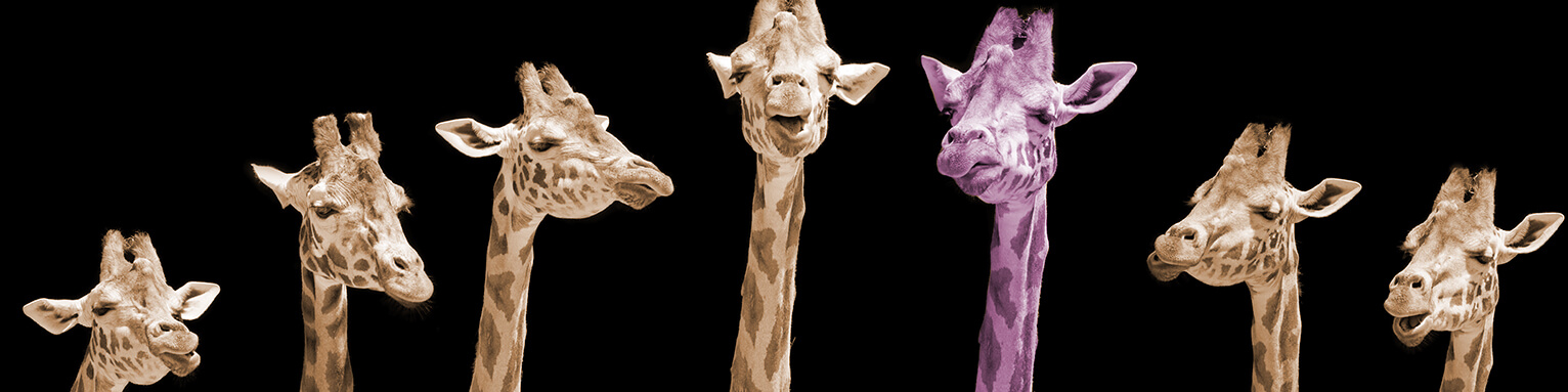 Über unsere Marketing-Agentur - Header Giraffen
